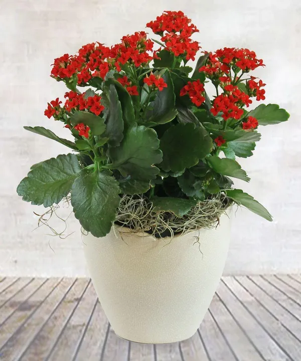 Kalanchoe_Red_|_Flower_Plant_(1.5-3_Feet_Height_Pack_Of_1)