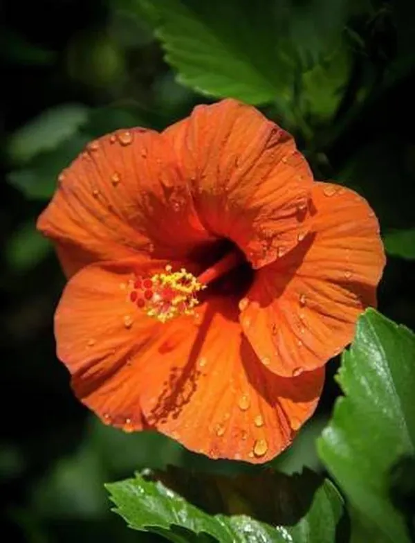Hybrid_Hibiscus_Flower_Plant_(1.5-3_Feet_Height_Pack_Of_1)