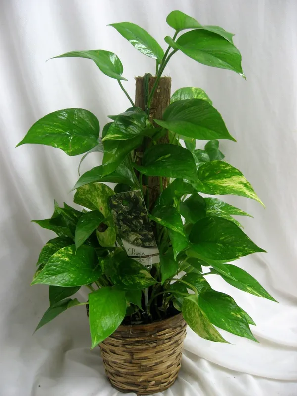 Money_Plant_Variegated_Indoor_Plant_(1.5-3_Feet_Height_Pack_Of_1)