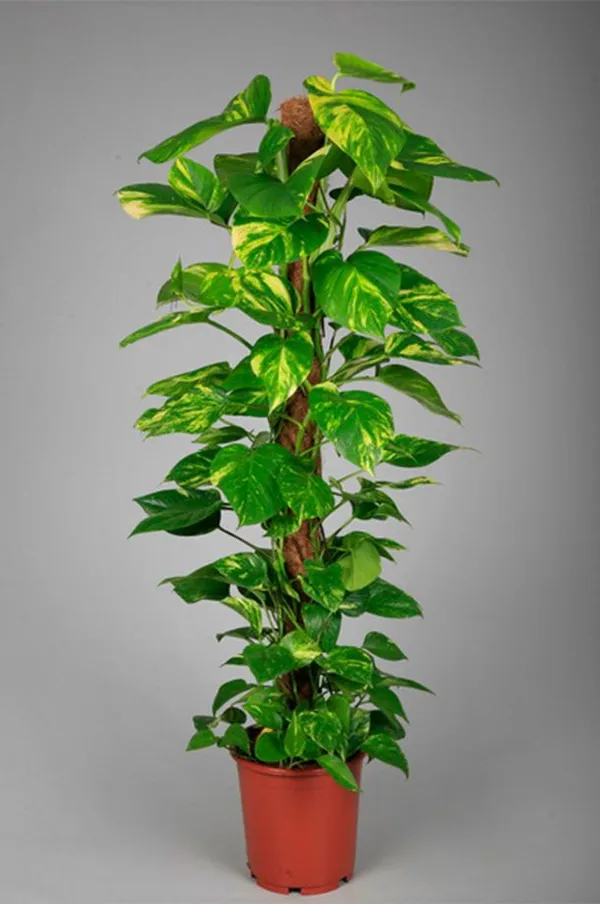 Money_Plant_Variegated_Indoor_Plant_(1.5-3_Feet_Height_Pack_Of_1)