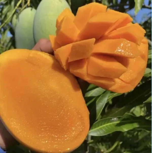 All_Time_Sweet_Bari_-11_Mango_Plant_|_Hybrid_Grafting_Plant_(Pack_Of_1)