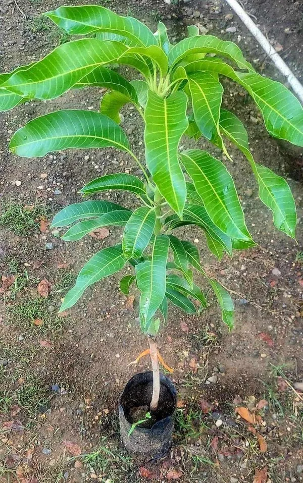 All_Time_Sweet_Bari_-11_Mango_Plant_|_Hybrid_Grafting_Plant_(Pack_Of_1)