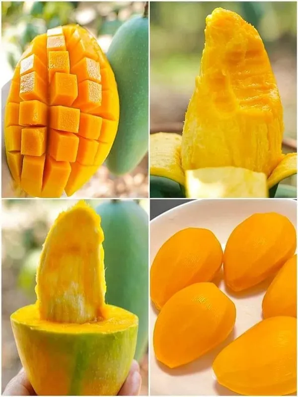 All_Time_Sweet_Bari_-11_Mango_Plant_|_Hybrid_Grafting_Plant_(Pack_Of_1)