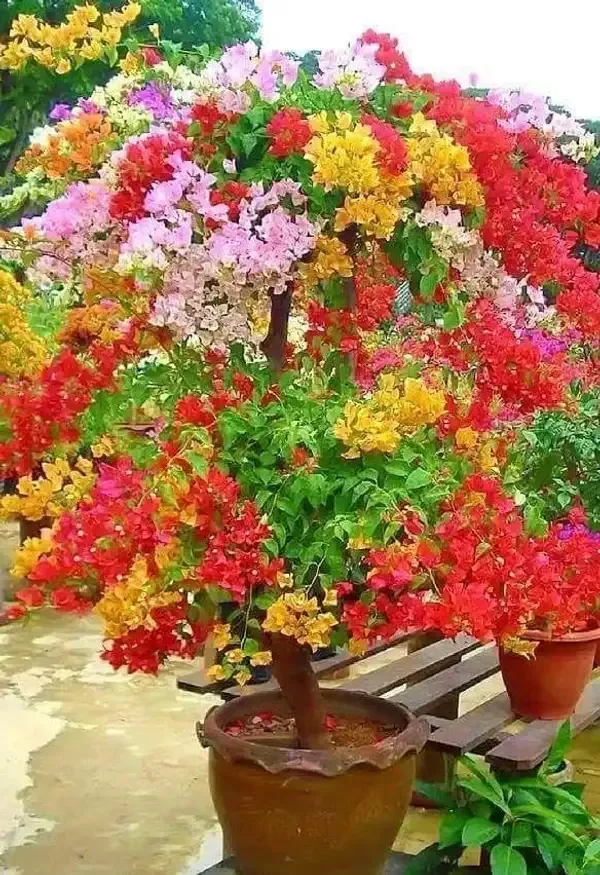 Multi_Color_Grafting_Bougainvillea_Plant_(5-6_Grafting)