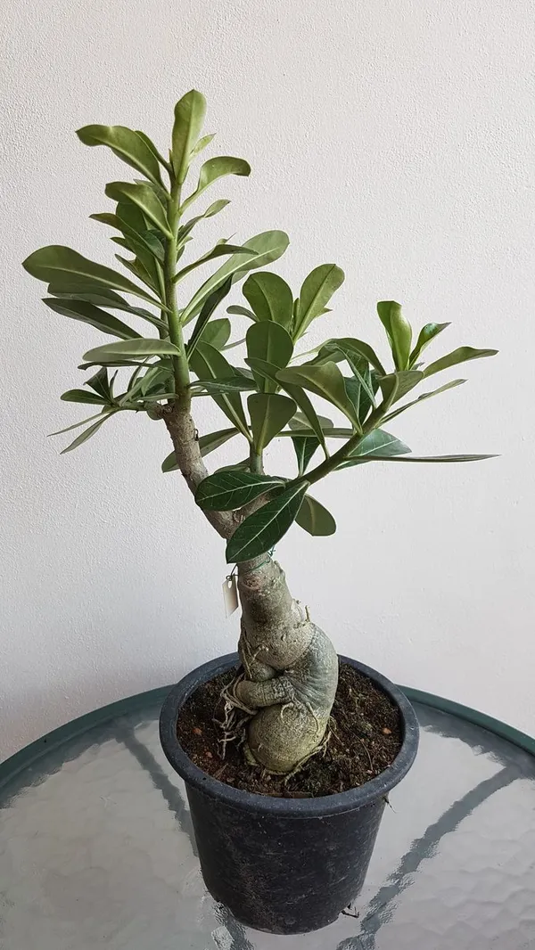 Rosey_Verity_Grafting_Adenium_Plant_(1.5-3_Feet_Height_Pack_Of_1)