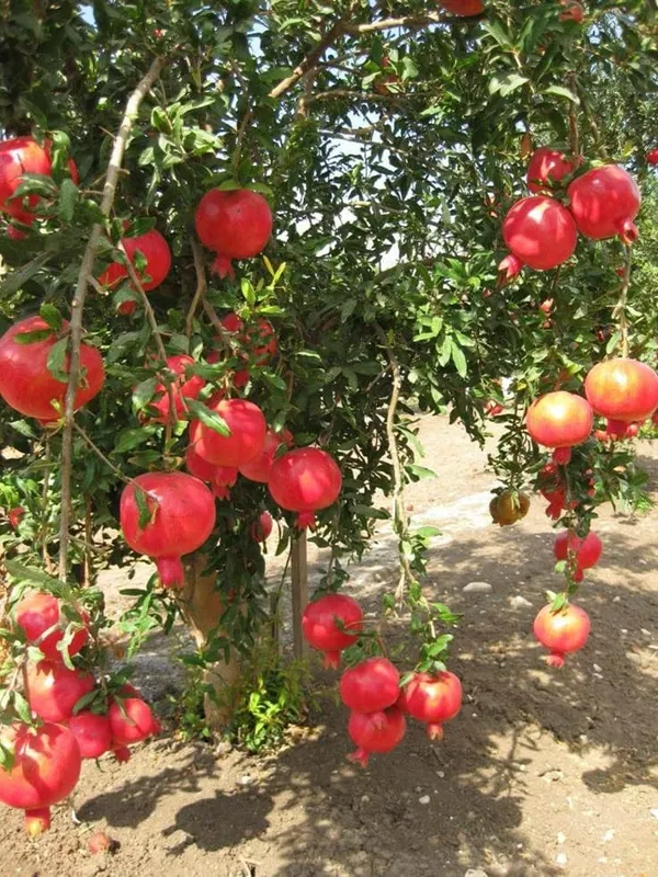 Red_Silk_Pomegranate_Plant_(1.5-2_Feet_Height_Pack_Of_1)