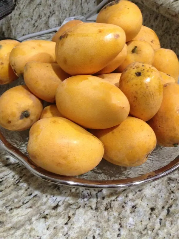 Hybrid_Dasheri_Mango_Grafting_Plant_(Pack_Of_1)