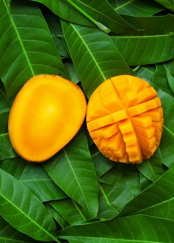 Hybrid_Dasheri_Mango_Grafting_Plant_(Pack_Of_1)