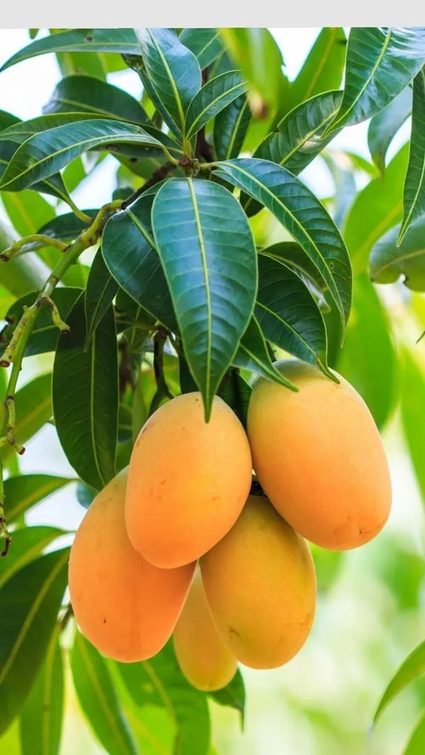 Hybrid_Dasheri_Mango_Grafting_Plant_(Pack_Of_1)