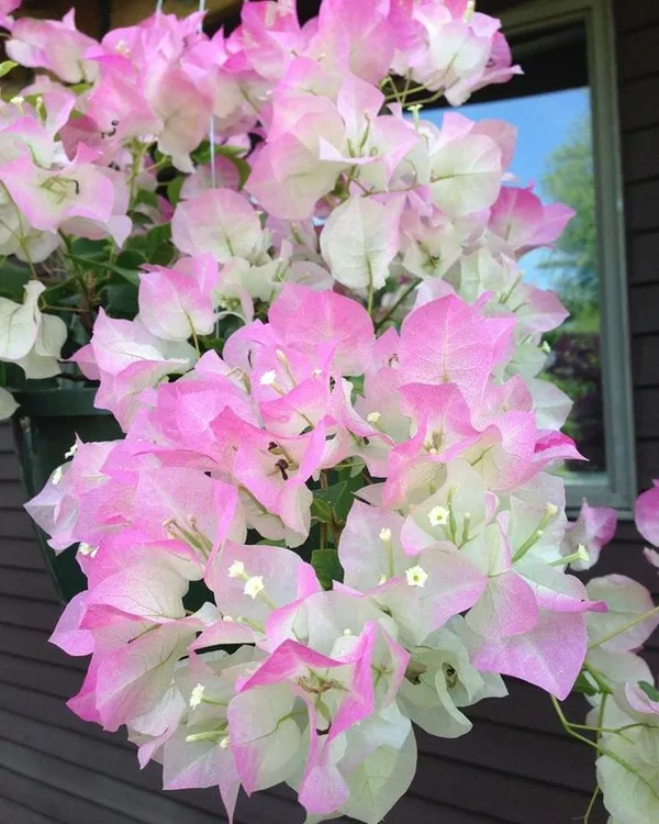 Bougainvillea_Coconut_Ice_|_Flower_Plant_(1.5-2_Feet_Height_Pack_Of_1)