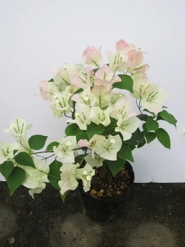 Bougainvillea_Coconut_Ice_|_Flower_Plant_(1.5-2_Feet_Height_Pack_Of_1)