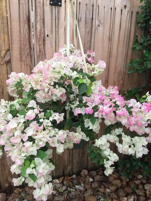 Bougainvillea_Coconut_Ice_|_Flower_Plant_(1.5-2_Feet_Height_Pack_Of_1)