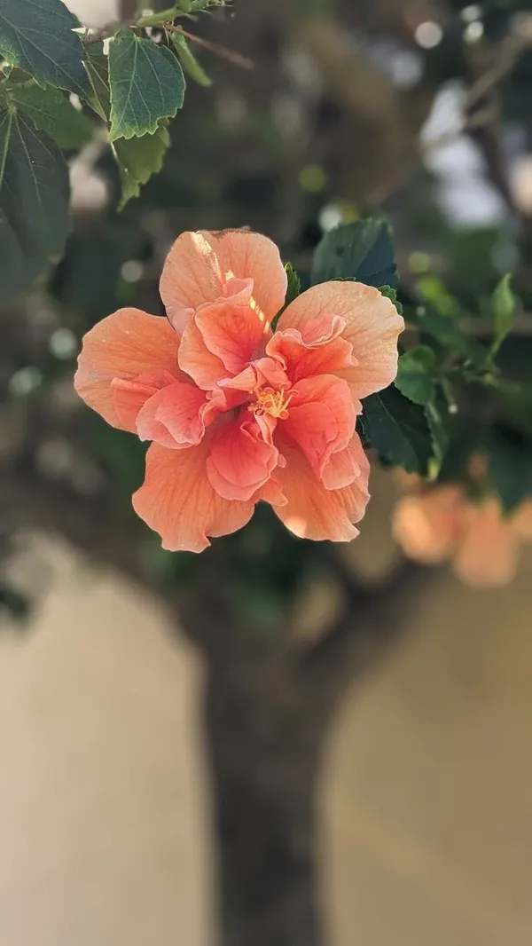 Hybrid_Hibiscus_Flower_Plant(1.5-3_Feet_Height_Pack_Of_1)