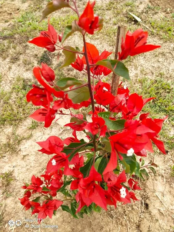 BOUGAINVILLEA_RED_ORCHID_FLOWER_(1.5-3_Feet_Height_Pack_Of_1)