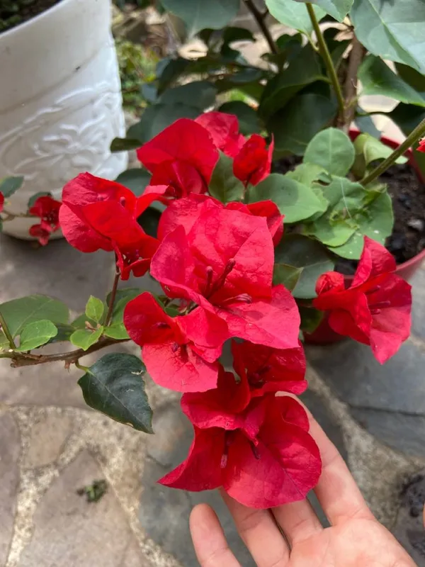 BOUGAINVILLEA_RED_ORCHID_FLOWER_(1.5-3_Feet_Height_Pack_Of_1)