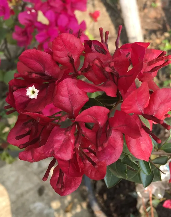 BOUGAINVILLEA_RED_ORCHID_FLOWER_(1.5-3_Feet_Height_Pack_Of_1)
