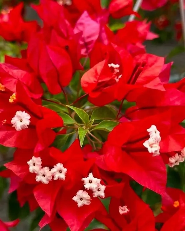 BOUGAINVILLEA_RED_ORCHID_FLOWER_(1.5-3_Feet_Height_Pack_Of_1)