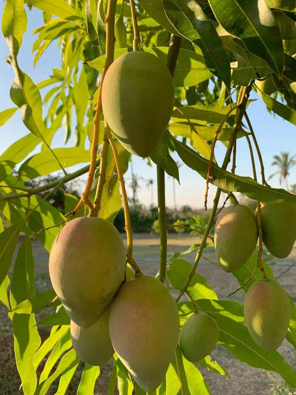 Hybrid_Totapuri_Mango_Grafting_Mango__(Pack_Of_1)