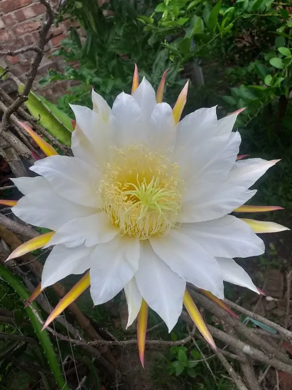 Brahma_Kamal_Flowering_Plant_(White)_(Pack_Of_1)