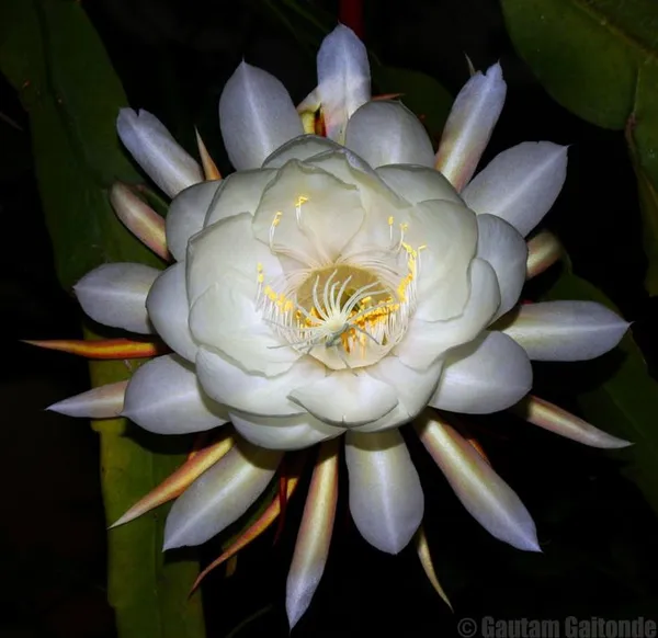 Brahma_Kamal_Flowering_Plant_(White)_(Pack_Of_1)