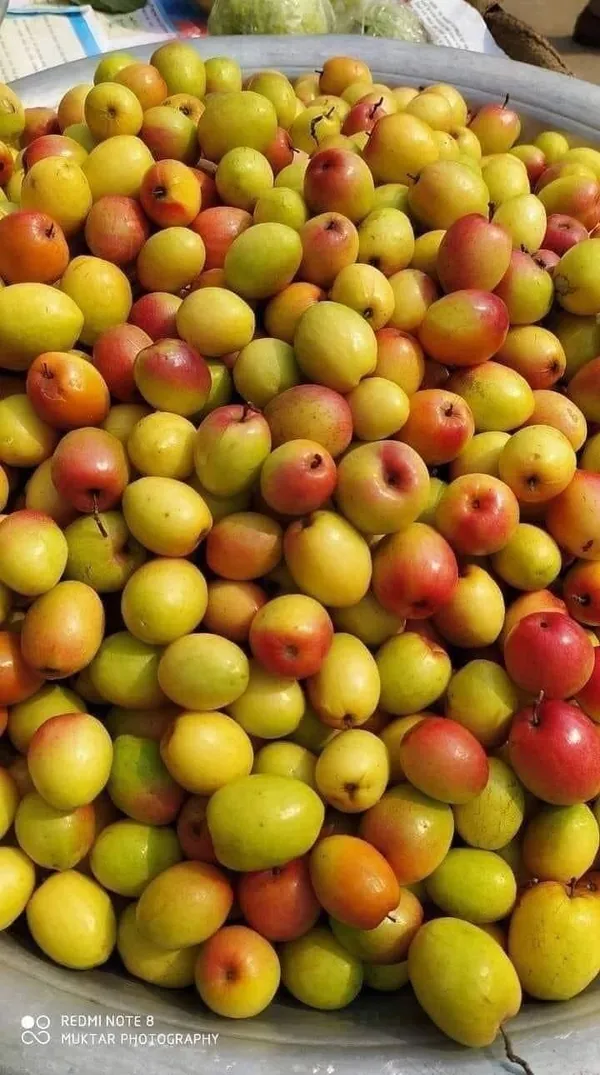 Thai_All_Time_Seedless_Apple_Ber_Plant_(1.5-2_Feet_Height_Pack_Of_1)