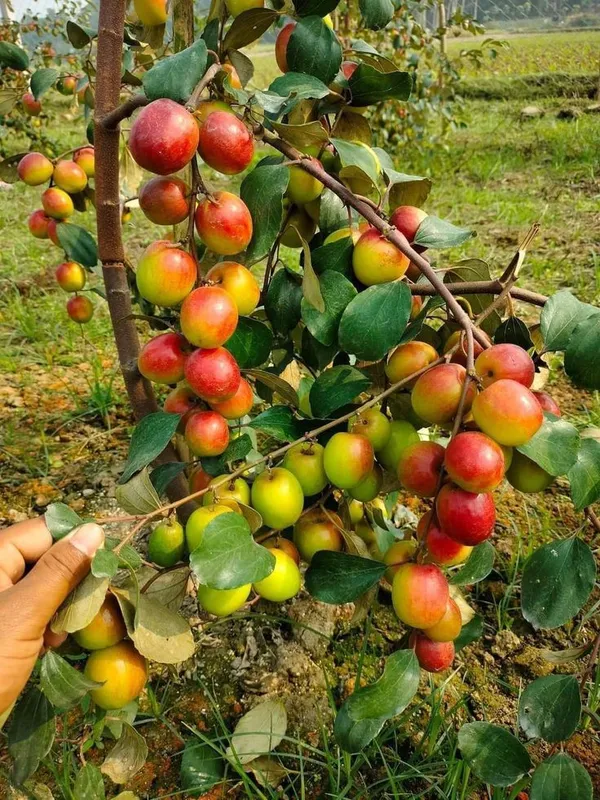 Thai_All_Time_Seedless_Apple_Ber_Plant_(1.5-2_Feet_Height_Pack_Of_1)