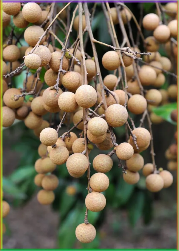 Longan_Fruit_Plant_(Non_Grafting)_Pack_Of_1