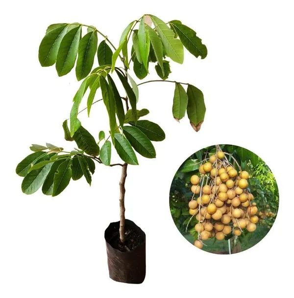 Longan_Fruit_Plant_(Non_Grafting)_Pack_Of_1