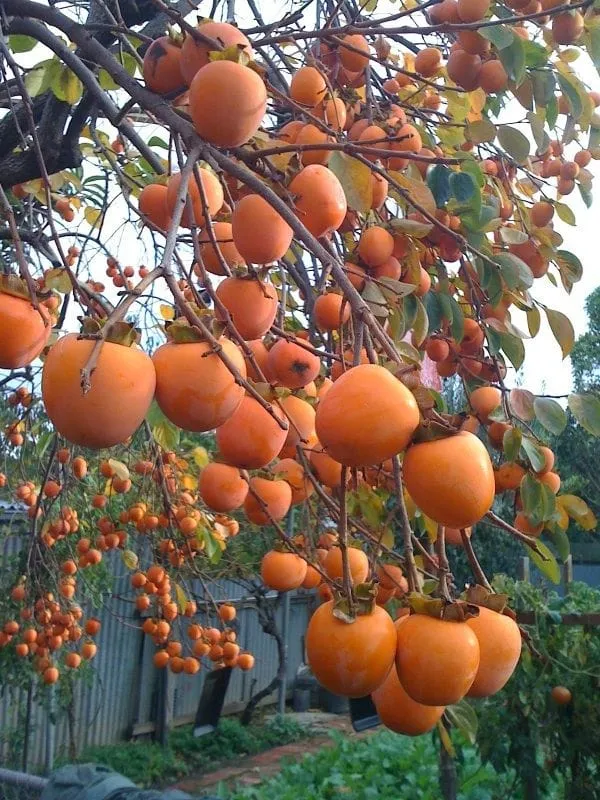 Hybrid_Persimmon_Plant_Grafting__(Pack_Of_1)