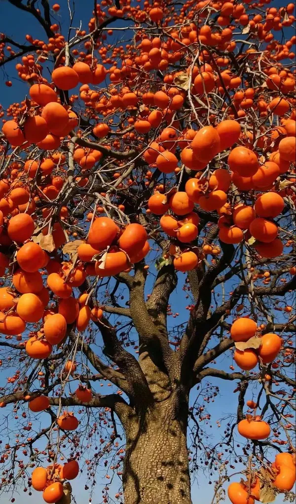 Hybrid_Persimmon_Plant_Grafting__(Pack_Of_1)