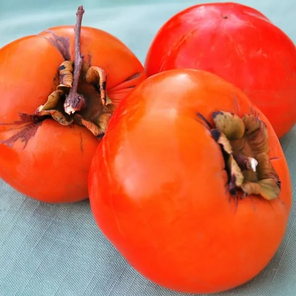 Hybrid_Persimmon_Plant_Grafting__(Pack_Of_1)