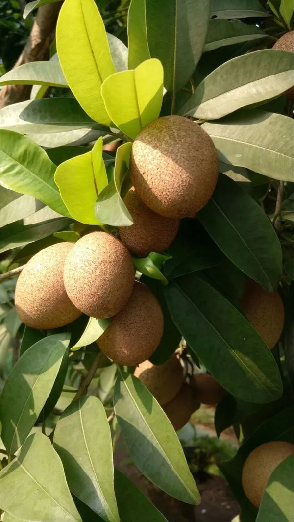 All_Time_Cricket_Ball_Chiku_Grafted_Plant_(1.5-2_Feet_Height_Pack_Of_1)