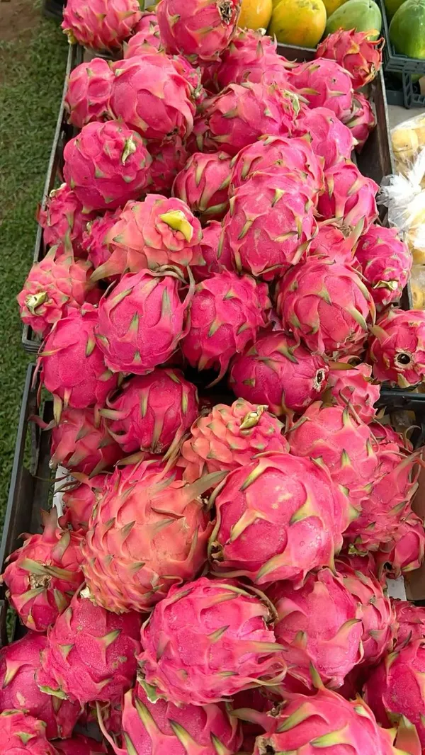 Dragon_hybrid_plant_(Pack_Of_1)