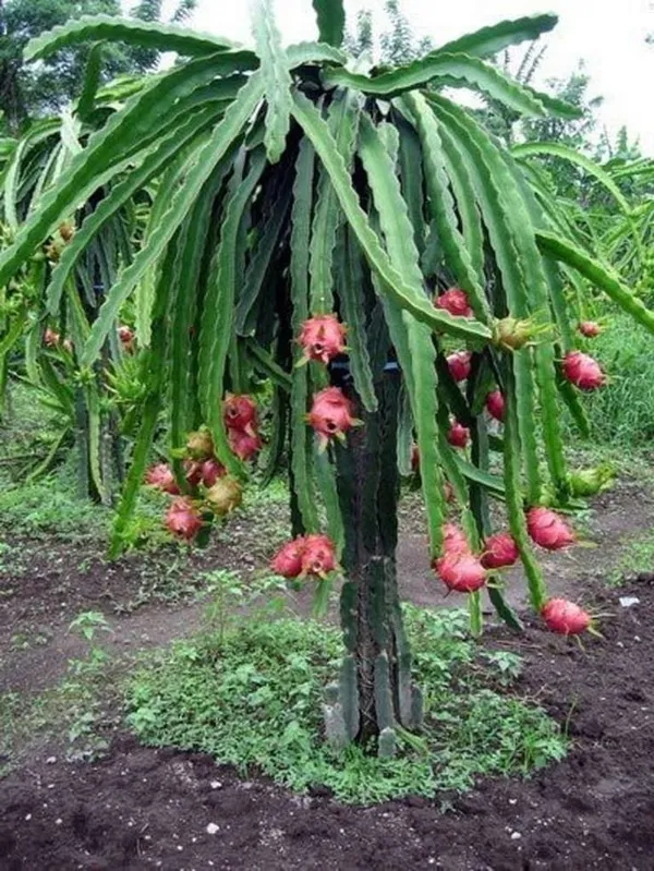 Dragon_hybrid_plant_(Pack_Of_1)