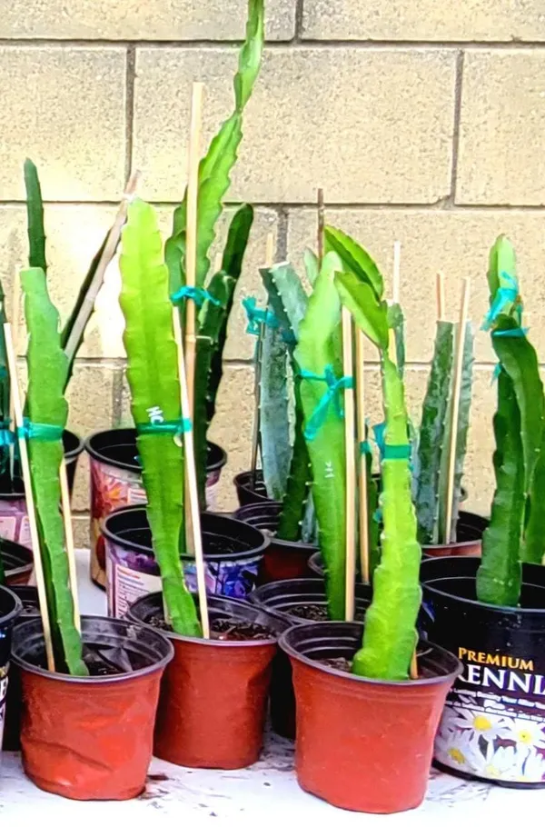Dragon_hybrid_plant_(Pack_Of_1)