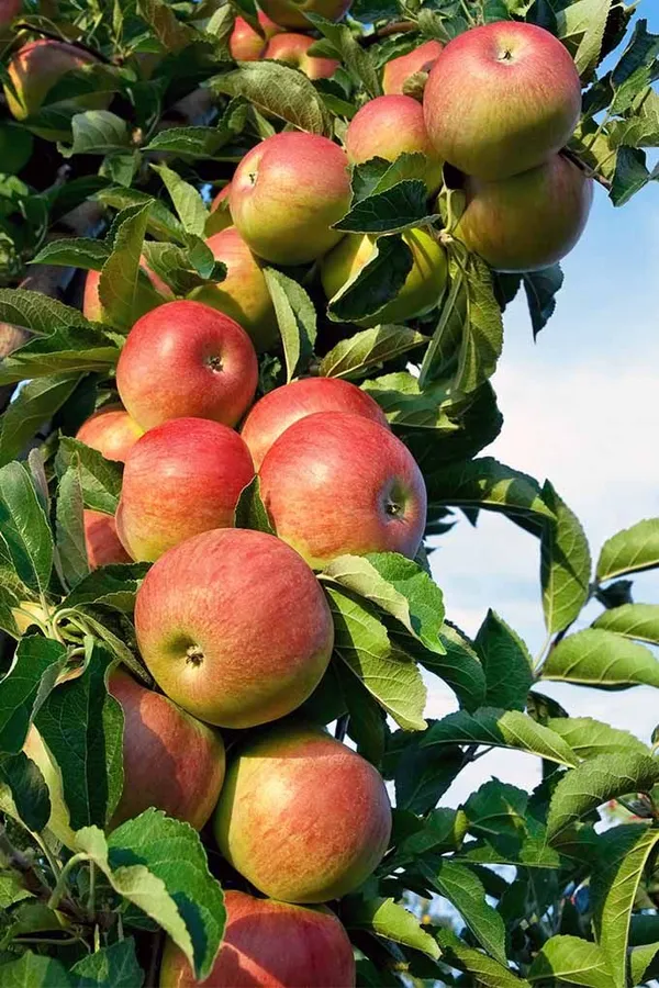 Hrmn-99_apple_plant_|_Hybrid_and_Grafting_plant_(Pack_Of_1)