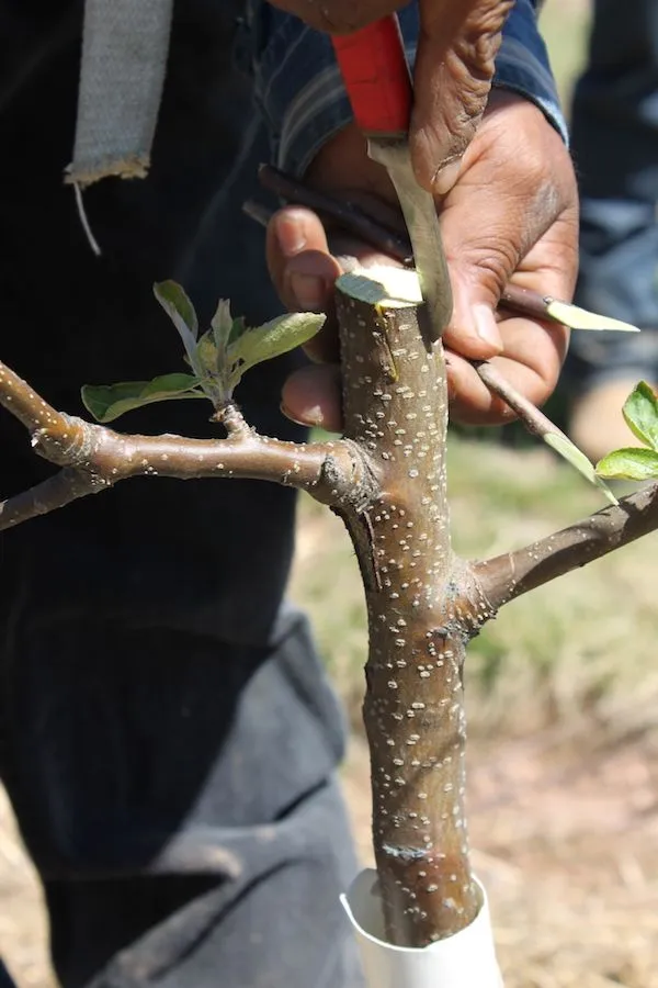 Hrmn-99_apple_plant_|_Hybrid_and_Grafting_plant_(Pack_Of_1)