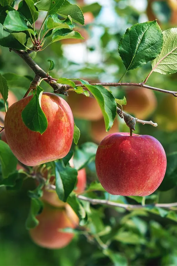 Hrmn-99_apple_plant_|_Hybrid_and_Grafting_plant_(Pack_Of_1)