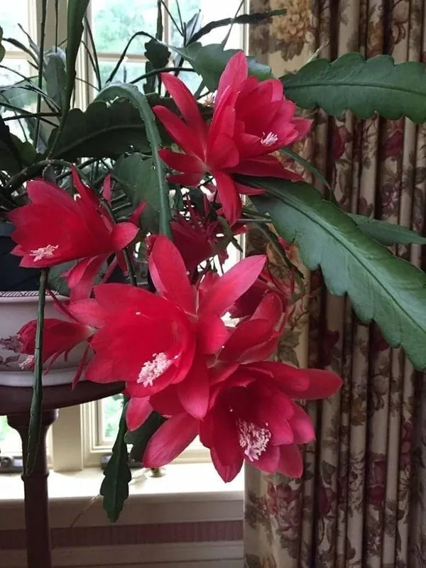 Red_Brahma_Kamal_|_Queen_Of_The_Night_|_Flowering_Plant_(1.5-3_Feet_Height_Pack_Of_1)