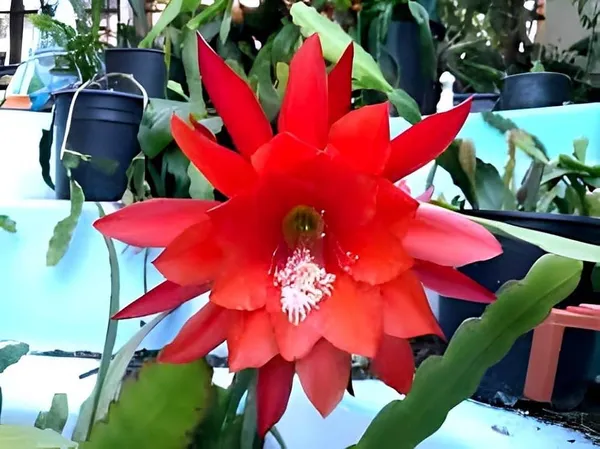 Red_Brahma_Kamal_|_Queen_Of_The_Night_|_Flowering_Plant_(1.5-3_Feet_Height_Pack_Of_1)