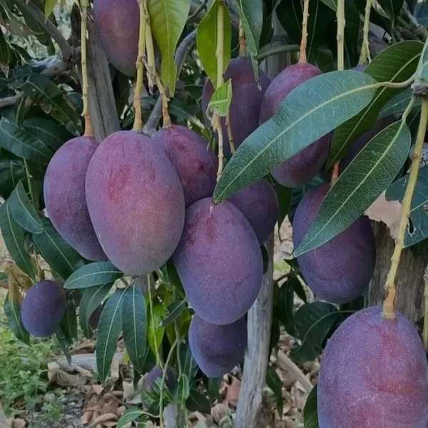 Black_Stone_Mango_|_Hybrid_Grafted_Plant_(Pack_Of_1)