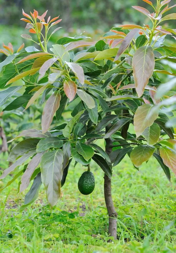 Avocado_Fruit_Plant__(1.5-3_Feet_Height_Pack_Of_1)