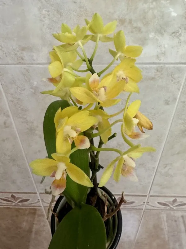 DENDROBIUM_ORCHID_PLANT_BY_COLOR_(Pack_Of_1)