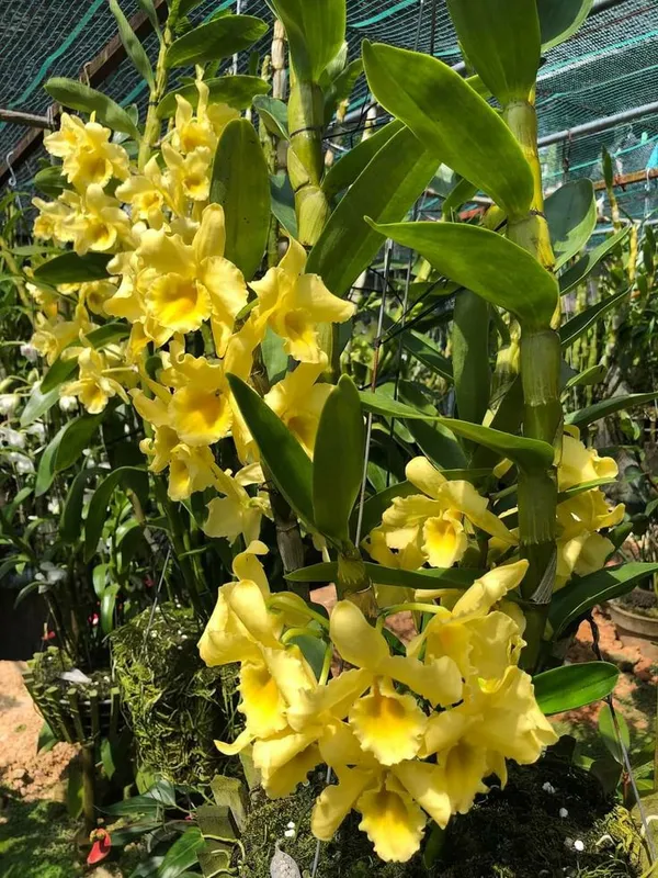 DENDROBIUM_ORCHID_PLANT_BY_COLOR_(Pack_Of_1)