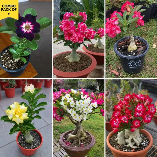 Adenium_Plant_Combo_Pack_Of_6
