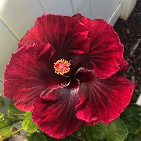 Hybrid_Hibiscus_Flower_Plant_(1.5-2_Feet_Height_Pack_Of_1)
