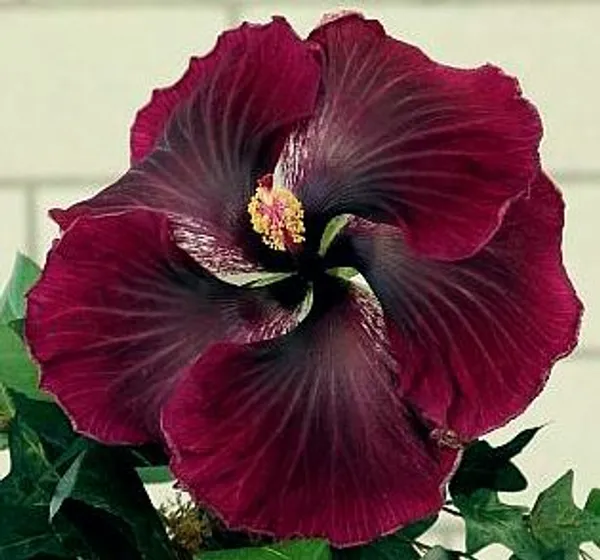 Hybrid_Hibiscus_Flower_Plant_(1.5-2_Feet_Height_Pack_Of_1)