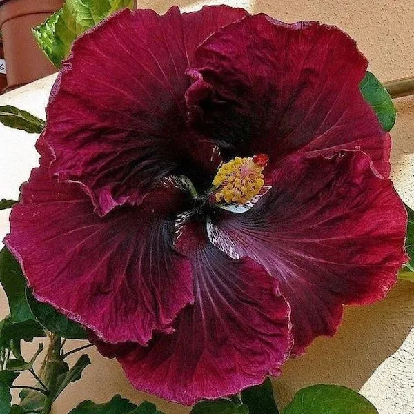 Hybrid_Hibiscus_Flower_Plant_(1.5-2_Feet_Height_Pack_Of_1)