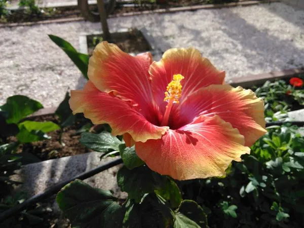 Hybrid_Hibiscus_Flower_Plant__(Pack_Of_1)
