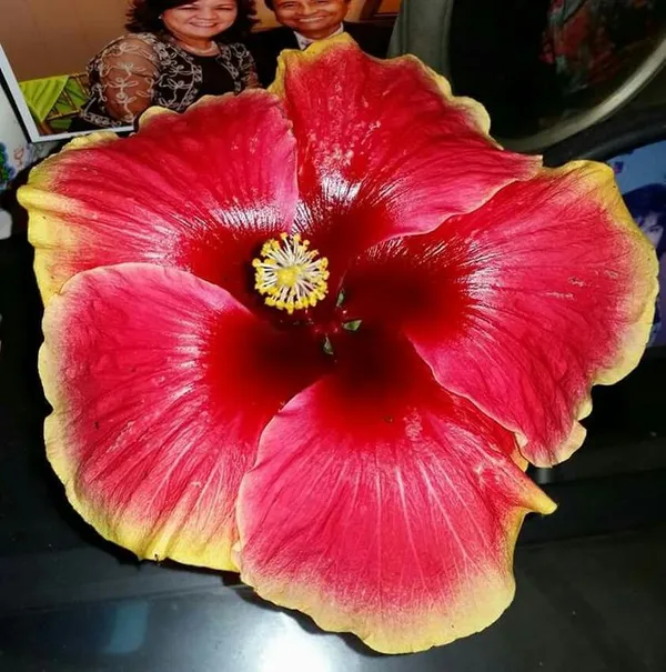 Hybrid_Hibiscus_Flower_Plant__(Pack_Of_1)